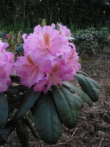 Rhodo Scintillation